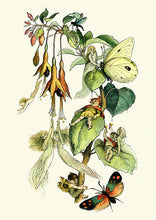 Load image into Gallery viewer, Garden Tea Party Box